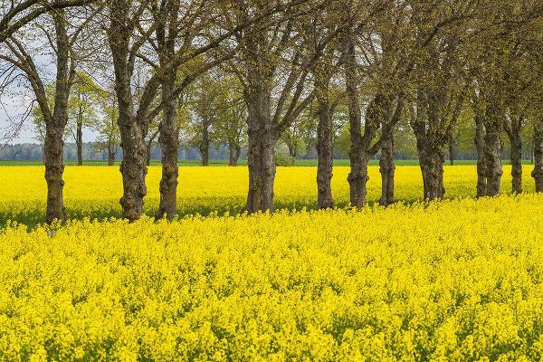 Bibikow, Walter 아티스트의 Sweden-Gotland Island-Romakloster-landscape with yellow flowers-springtime작품입니다.